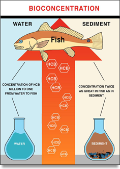 Fish Contamination
